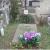Nagrobek Wandy Staniewicz na Cmentarzu w Pruszkowie; fot.: https://pruszkowparafialny.grobonet.com/grobonet/start.php?id=detale&idg=13436&inni=0&cinki=2 (dostęp 5.07.2021)