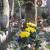 Nagrobek Józefa Marusarza na Cmentarzu na Pęksowym Brzyzku w Zakopanem; fot.: https://zakopane-parafia.grobonet.com/grobonet/start.php?id=detale&idg=688&inni=0&cinki=1 (dostęp 27.03.2020)