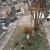 Nagrobek Ludwiki Lang na cmentarzu w Katowicach; fot.: https://katowice.grobonet.com/grobonet/start.php?id=detale&idg=19050&inni=0&cinki=1 (dostęp 24.08.2021)